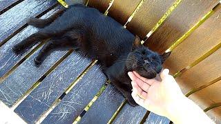 Cute cat on bench