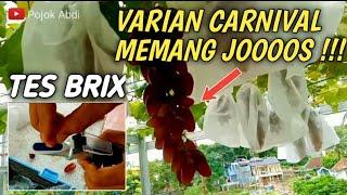 WAJIB TANAM‼️ TES BRIX ANGGUR IMPORT VARIAN CARNIVAL (CRV). TINGKAT KEMANISANNYA MANTAP