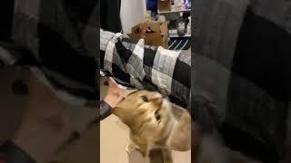 Cat suddenly attack owners hand