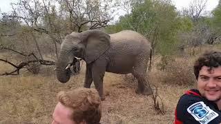 Thornybush 2017