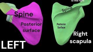 How to differentiate between Right and left scapula@ALLSCOPE11