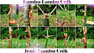 Nama Dan Jenis Bambu Unik