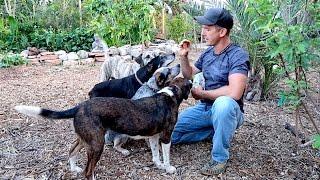 WHY I FEED MY DOGS VEGAN DOG FOOD...