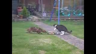 Brave cat against fox