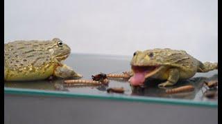 African Bullfrogs Feeding Frenzy!