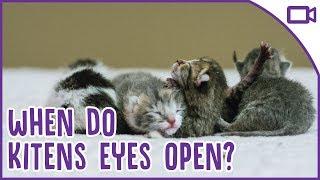 Why Do Kittens Have Closed Eyes and When Do They Open?!