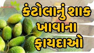 કંટોલાનું શાક ખાવાના ફાયદાઓ | Information About Kantola Vegetable |