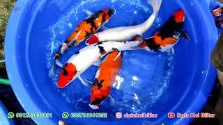 INDUKAN IKAN KOI SHOWA SIZE JUMBO | HARGA INDUK IKAN KOI 1 PAKET |  INDUKAN IKAN KOI SIAP PIJAH