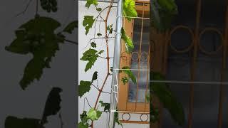 grape vines in container