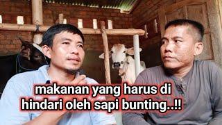 makanan ini yang harus di hindari sapi bunting