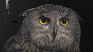 How Does an Owl's Hearing Work? | Super Powered Owls | BBC Earth