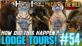 Diamond & Rare Tigers Aren't Rare?.. Sundarpatan Trophy Lodge Tours! | Call of the Wild