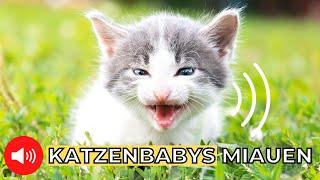 kleine Katzenbabys miauen  Kätzchen Miauen