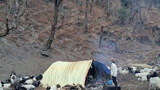 Himalayan Sheep Shepherd Life | Nepal |Shepherd Food Cooking | Peacefu Himalayan Shepherd Life |