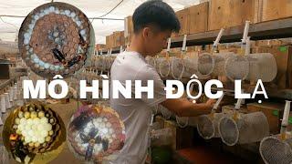 MÔ HÌNH NHÂN GIỐNG ONG BẮP CÀY | NHÂN GIỐNG ONG DẾ | NHÂN GIỐNG ONG CHÂN VÀNG || ONG BẮP CÀY