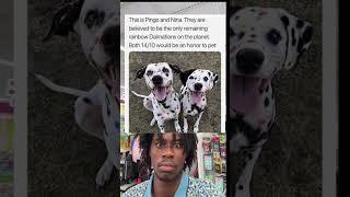 This is Pingo and Nina. They are believed to be the only remaining rainbow Dalmatians on the planet.