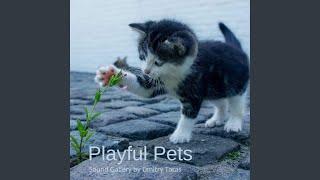 Playful Pets