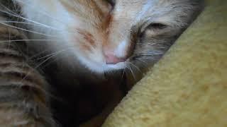 Никакого сокращенья! Я вот засыпаю если, в сонном космосе вращаюсь:) Кошка Подушка.