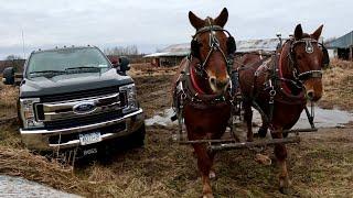 DRAFT HORSES TO THE RESCUE...  that stupid truck is STUCK AGAIN!!!! #719