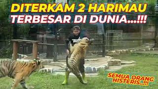 SER3M..!!! KEEPER HARIMAU PASRAH SAAT DITERKAM DUA HARIMAU SIBERIA BESAR..!!! BEGINI KRONOLOGINYA...