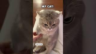 Other Cats vs Mine #cute #pets #animals #cat #epic #kitten #funnycats #funnymoments