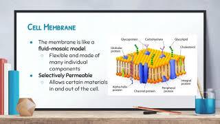 Biology: Video 3-3: Cell Membrane