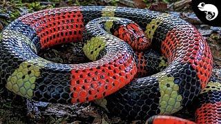 ️Red Touches Black = DEATH!️ 6 of the DEADLIEST Snakes in the Amazon Rainforest