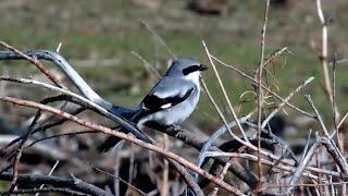 Northern shrike (Lanius borealis) at Bison Watering Hole - Grasslands National Park-explore.org