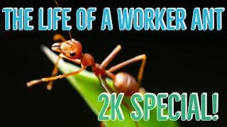 The Life Of A Worker Ant (2K special) Mini Documentary