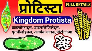 Protista |kingdom Protista in hindi | Kingdom Protista class 11 |#Kingdomprotista #protista #NCERT