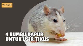 Cara Mudah Usir Tikus dengan Bumbu Dapur