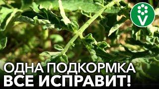 СКРУЧИВАЮТСЯ ЛИСТЬЯ У ТОМАТОВ? Помогите им быстро и эффективно!