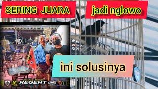 burung sering juara jadi nglowo ini solusinya