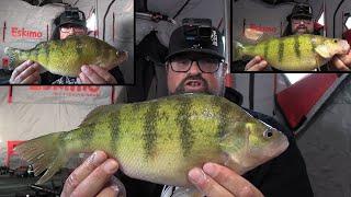 Ice Fishing for GIANT Perch!  Best Day EVER!