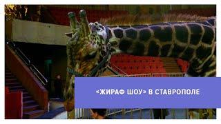 «Жираф шоу» стартует в Ставропольском цирке