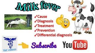 Milk fever in cows