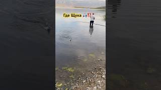 А где  щука ??!!?? а ОКУНЬ раздает! Окунь VS Силикон #fish #рыбалкаудалась #окунь