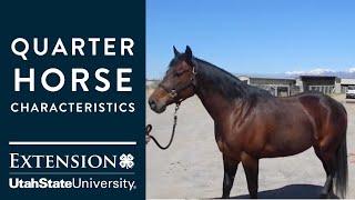 Quarter Horse Characteristics