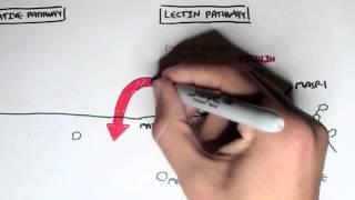 Immunology - Innate Immunity (Complement System Overview)