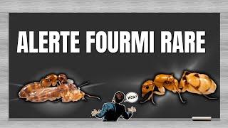 Aujourd'hui, je vous présente 2 fondations de fourmis que vous n'avez jamais vues de votre vie !