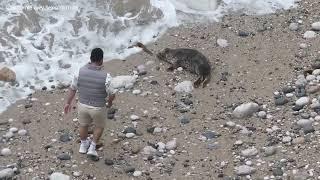 Shocking Incident: Man Filmed Throwing Rock at Distressed Seal Near Llandudno 