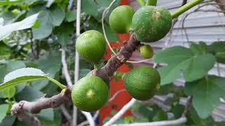 Arizona Fruit Tree Nursery Tour! Check out the quality of these fruit trees!