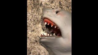 Funny Shark Puppet Instagram Videos 2020 - Try Not To Laugh Challenge