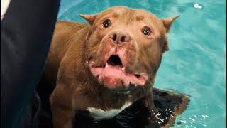 Ragnar Pitbull - Back To Swimming Pool - Dog Really Loves Swimming