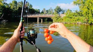 4 Hours of RAW and UNCUT Kayak Carp Fishing with Tomatoes and Worms