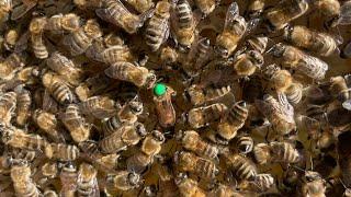 Bienenkorb Klima Gesundheit der Bienen varroa killer