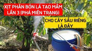 XỊT PHÂN BÓN LÁ TẠO MẦM LẦN 3 PHÁ MIÊN TRẠNG CHO CÂY SẦU RIÊNG LÀ ĐÂY | HƯƠNG SẦU RIÊNG