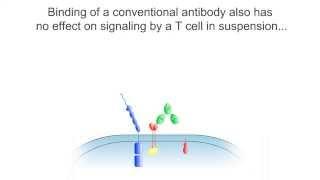 Antibody-induced signaling by CD28