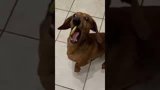 Dachshund dog reaction for the lemon slice