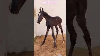 new born colt rupal stud farm gujrat // mare rupal nu result